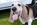 Basset-Hundefotografie