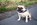 Hundefotografie-Oberhausen